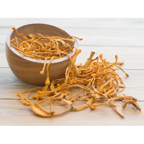 Quy trình nuôi trồng và thu hoạch đông trùng hạ thảo